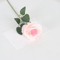 Single pink and white gradient velvet artificial rose on white card background - Large Round Pink Core