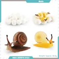 Set modello educativo del ciclo di vita della lumaca con quattro fasi dall'uovo all'adulto - Ciclo di Crescita della Lumaca Stile 1 (PL127-2476)