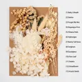 Macro view of 13 varieties of cream-toned dried flowers for DIY floral art projects - Flower Pack A14