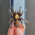 Bronze Spider (31)