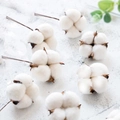 Natural dried cotton bolls with wire stems for DIY floral arrangements and Christmas decor - Cotton Head with Iron Wire