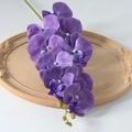 Phalaenopsis Film Purple No. 1