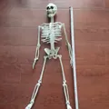 55cm Halloween skeleton model with movable joints for themed party and haunted house decor - 90cm