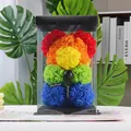 Rainbow PE rose bear with 'Just for you' ribbon in a clear black gift box display - 23CM Bear+Gift Box+Light / Fruit Color (Rainbow)