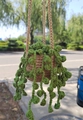 Macro detail of hand-knitted green crochet hanging plant for car rearview mirror decor - No.9 (Khaki Pot String of Beads Leaves)