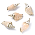 Goldrand Weiße Schnecke 47-49mm (5 Stck)