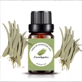 Natural 10ml Eucalyptus essential oil in brown glass bottle with dried leaf decor - 10ml / Eucalyptus