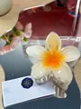 Elegant Frangipani hair claw clip in orange and white gradient translucent resin - Large (approx 8cm) / White Orange
