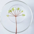 Handmade green crystal money tree branch with copper wire in transparent petri dish - 15CM / Xiuyan Jade