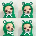 Sudadera con capucha de rana verde para perros y gatos en vellón suave con cordón ajustable - L / Rana verde