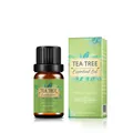 Tea tree essential oil 10ml set with amber glass bottle and green packaging box - Tea Tree Oil