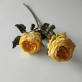 Artificial 2-head yellow Austin rose with burnt edges and green leaves on white background - Dark Yellow
