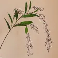 Artificial long white jasmine branch 120cm for wedding home decoration and floral design - 120cm / White