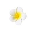 Molletta per capelli a fiore di frangipane bianco e giallo con perla per stile mare - 5.5cm Bianco Piccolo