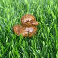Carved natural stone duck figurine with brown marble texture on green grass - Gold Silk Jade