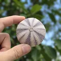 Natural purple sea urchin shell specimen for home decor and air plant DIY projects - High Crown Sea Urchin Shell 5-6cm