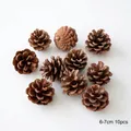 Natürliche braune Zapfen im 10er Set mit 6-7cm Größe für Weihnachtsdekorationen - Mittelgroßer Naturholz-Stil