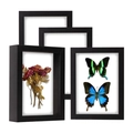 Detail of four black shadow box frames featuring dried roses and colorful butterfly specimens - 5x7 inches (12.7x17.8cm) / Black