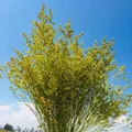 Preserved golden Limonium flower bunch against a bright blue sky background - Yellow (500g)