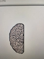 Creative anatomy enamel pin featuring a detailed pink and beige brain model design - Brain Model