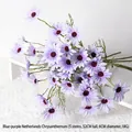 Aster Blue Purple