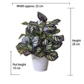 Artificial Calathea potted plant with striped green leaves in a white pot, height 28cm - Medium Pot + Purple Feather Leaf