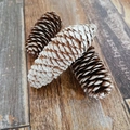 Three long pine cones for Christmas decor, one snow-tipped and two natural brown cones - Snowy Scale Pine (6-8CM)