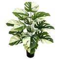 Detailed view of variegated Monstera leaves with realistic green and white marble texture - Large 18-Head White-Green Monstera (Without Pot)