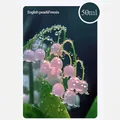 50ml English Pear & Freesia essential oil refill for automatic aroma diffuser - English Pear & Freesia (No Machine)