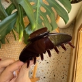 Y2K dopamine style dark amber jelly color large acetate hair claw clip for thick hair - Coffee