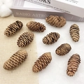 Set of 10 natural pine cones in rustic brown finish for DIY crafts and tree decor - 4-6cm Spruce Pine Cones