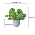 Detail view of artificial green leaves with realistic textures and white plastic flower pot - Small Pot + Zebra Leaf