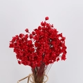 Dried daisy bouquet in vibrant red finish for DIY crafts and floral decoration - Red