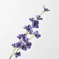 Long Stem Crabapple Deep Purple