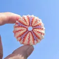 Natural white and purple sea urchin shell specimen for home DIY decor held by hand - Medal Style Sea Urchin Shell 3-3.5cm