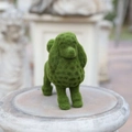 Poodle