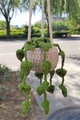 Handmade crochet plant car hanging with beige pot and green heart-shaped leaves - No.6 (Beige Pot Heart Leaves Vines)