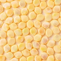 Pearlescent yellow ABS shell-shaped loose beads for DIY jewelry and necklaces - 100Pcs Per Pack / Yellow