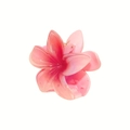Elegant peach pink plumeria claw clip with translucent gradient finish for hair - Watermelon red