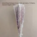 Natural dried small reed pampas grass bouquet with 15 stems and 60cm height - Small Reed Natural (15 Stems)