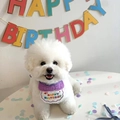 Detail of purple Happy Birthday pet bib with embroidery worn by a white Bichon dog - 11cm x 13cm / Purple Bib