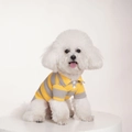 Detail of yellow and grey striped pet polo shirt with white buttons and collar texture - Polo Shirt Yellow