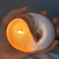 Handgefertigte Muschel-Duftkerze mit orangefarbenem Wachs in natürlicher Schnecke - Duftschnecke Kerze [ca. 7-9cm] / Freesie [Verpackt]