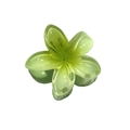 Translucent emerald green 4cm flower hair claw clip with gradient petal finish - Frangipani Hair Clip / Green
