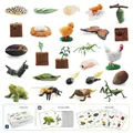 Educational animal growth cycle model set with 25 cards and insect figures in a color box - Animal Life Cycle Model Set (Includes 25 Cards)