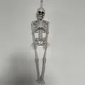 Lifelike cream white plastic skeleton model for Halloween prop decoration and party displays - 40CM