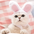 Cute white and pink plush rabbit ears hat for cats and small dogs with chin strap - Rabbit Ear / White
