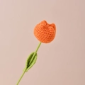 Tulp / Oranje