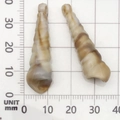 Ciondolo in acrilico a forma di conchiglia, marrone e crema, misura 40mm - 1 Pezzo Conchiglia in Acrilico 11x37mm