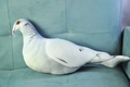 Cojín de peluche de paloma blanca realista con estampado de plumas en sofá azul - Paloma